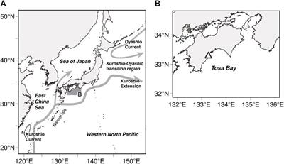 Rapid endothermal development of juvenile pacific bluefin tuna